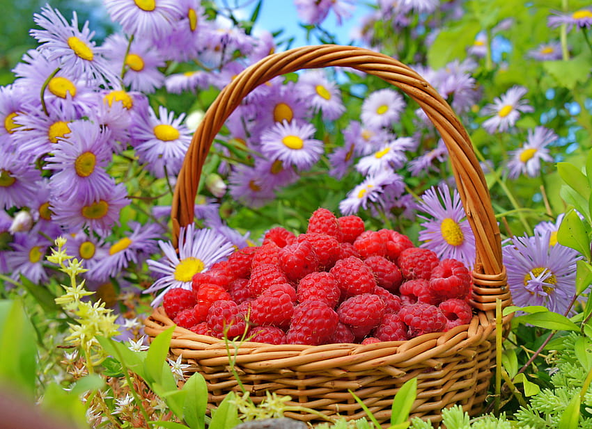 Flowers, Food, Raspberry, Berries, Basket HD wallpaper