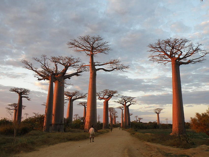 マダガスカルの乾燥した落葉樹林、マダガスカルの風景 高画質の壁紙