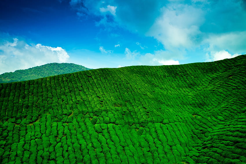 Nature, Mountains, Greens, Height, Plantation, Tea HD wallpaper