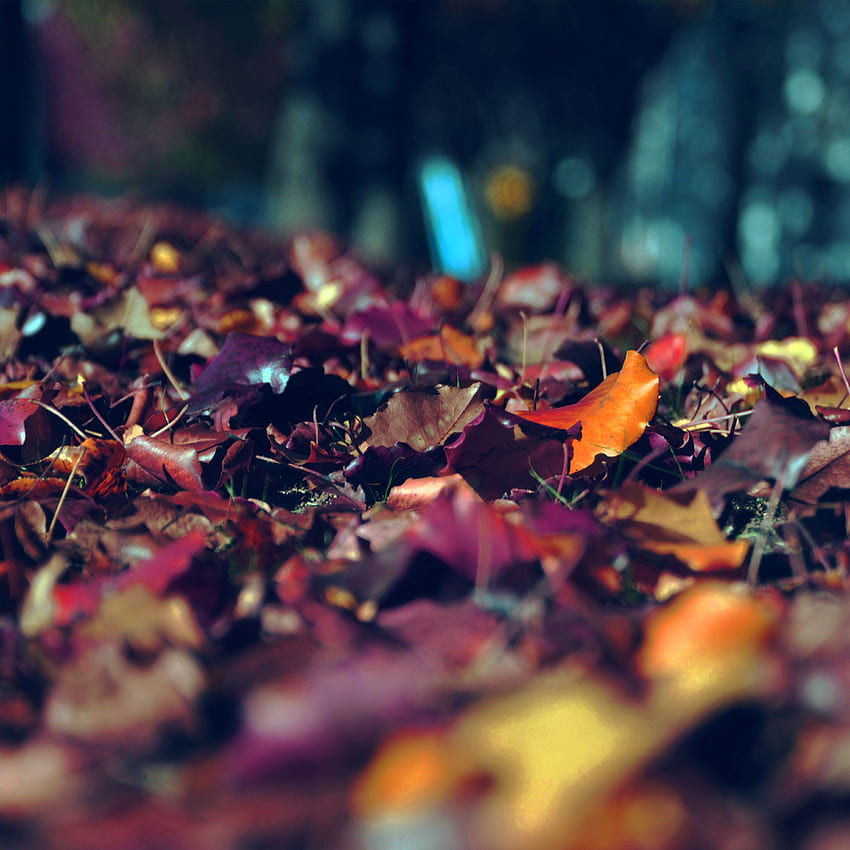 가을 산 잎 갈색 보케 자연 진한 파란색, 어두운 가을 HD 전화 배경 화면