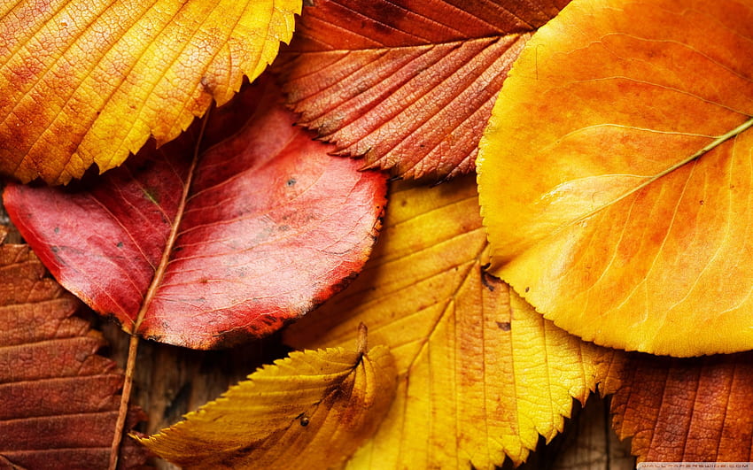 Brown Autumn Leaf, Brown Leaves HD wallpaper