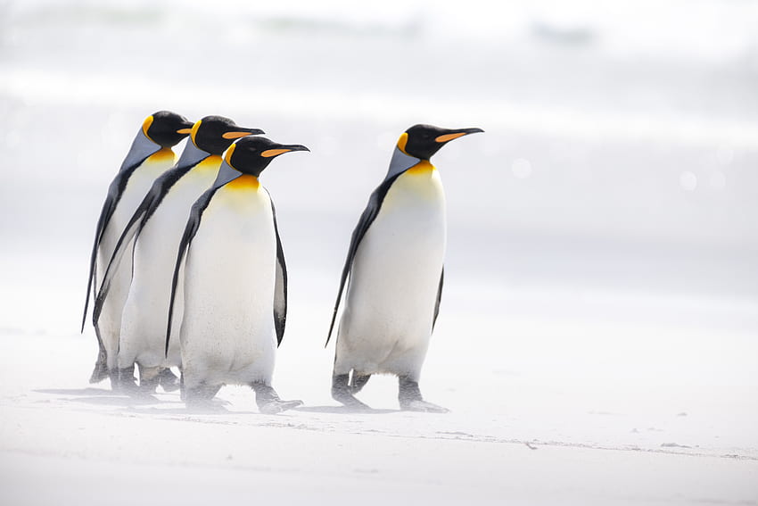 นก สัตว์ เพนกวิน สัตว์ป่า อาร์กติก คิงเพนกวิน วอลล์เปเปอร์ HD