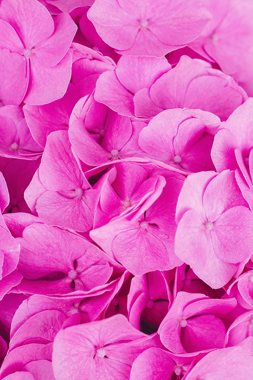 Blumen, Rosa, Blütenblätter, Hortensie, Blütenstände, Blütenstand HD-Handy-Hintergrundbild