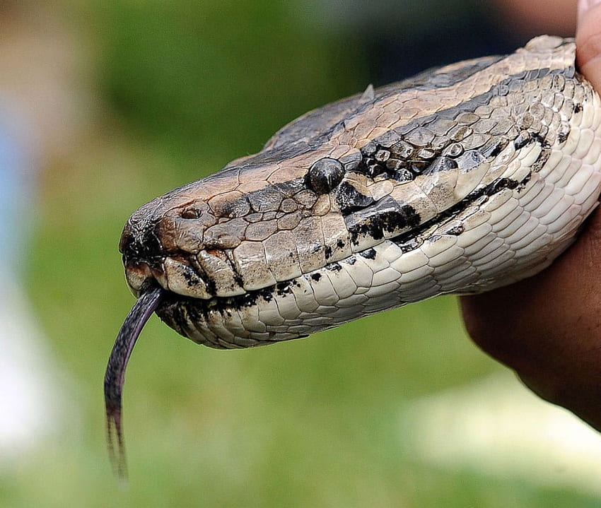 Hybrid snakes with the ability to live in various environments discovered in Florida: Study, Burmese Python HD wallpaper