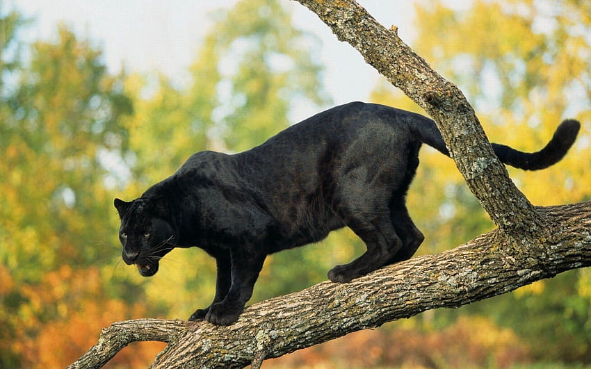 สัตว์ ต้นไม้ นักล่า แมวตัวใหญ่ ท่อนซุง เสือดำ วอลล์เปเปอร์ HD