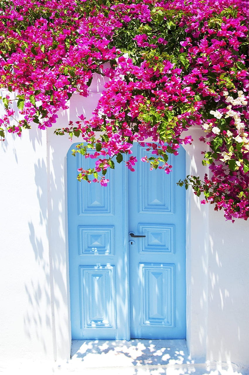 Things To Do In Santorini: The Ultimate Guide To This Greek Island. Beautiful flowers , Beautiful doors, Beautiful flowers HD phone wallpaper