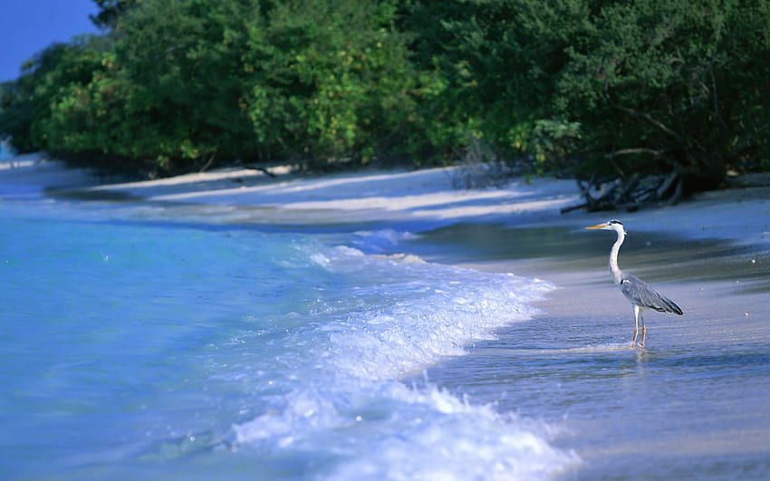 ~เกาะมัลดีฟส์~ เกาะ ทราย นก พุ่มไม้ เงียบสงบ ชายหาด ชายฝั่ง มัลดีฟส์ ธรรมชาติ น้ำ เงียบสงบ มหาสมุทร วอลล์เปเปอร์ HD