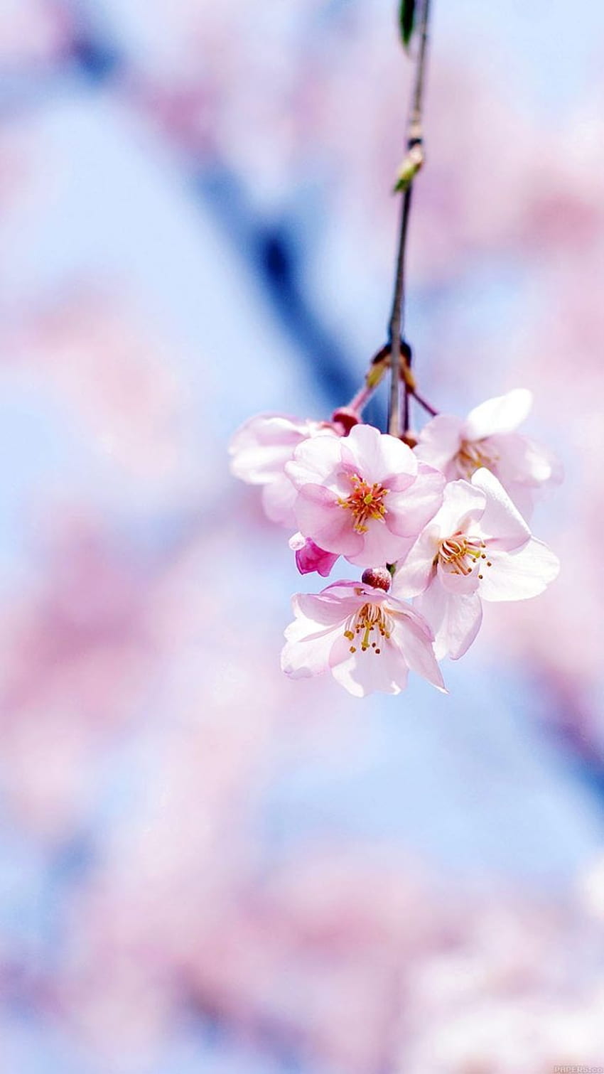 Cherry blossom iPhone // Oriental Flowers Collection Tap HD phone wallpaper