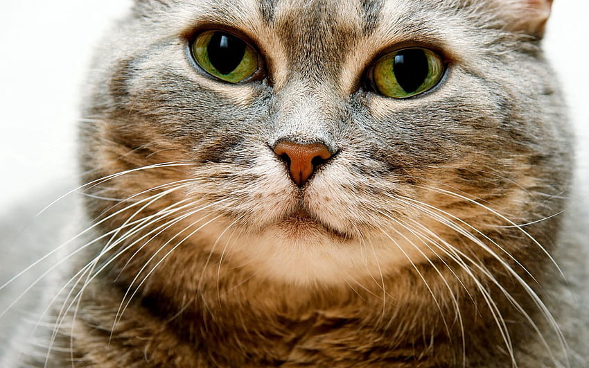 Tiere, Katze, Schnauze, Augen, Grau HD-Hintergrundbild