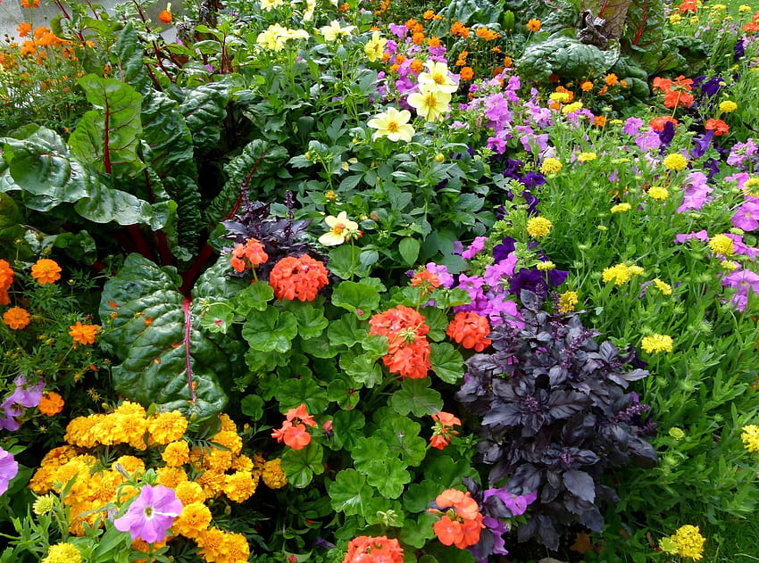 Blumen, Grüns, Blumenbeet, Blumenbeet, viel, anders HD-Hintergrundbild
