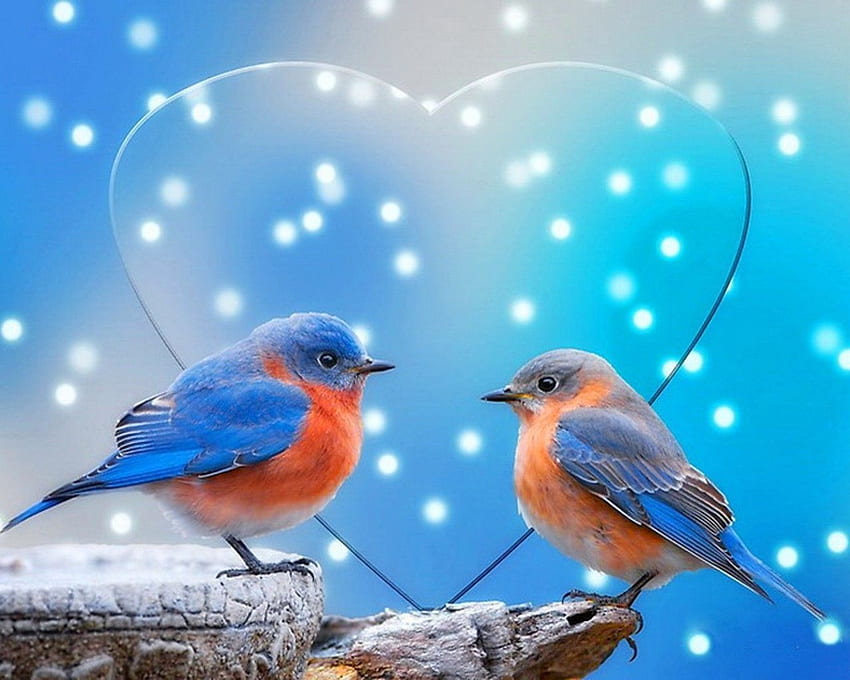 Blue snow love birds hart HD wallpaper