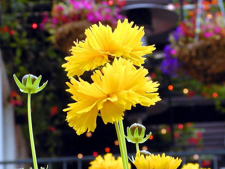 INDAH KUNING, tanaman, bunga, kuncup, kuning Wallpaper HD