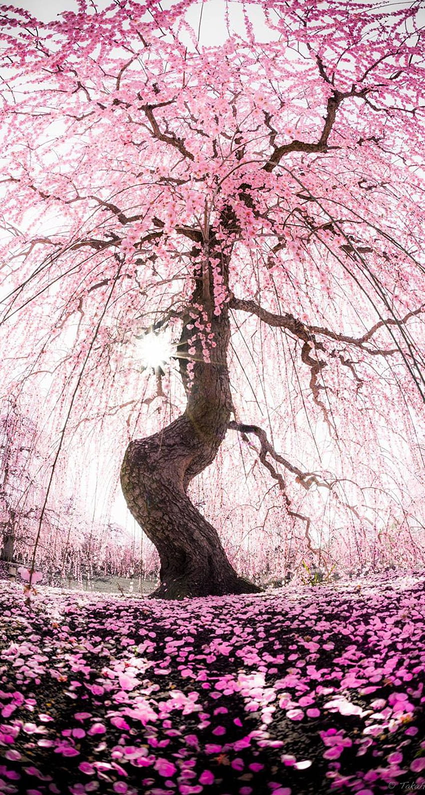 Pohon aprikot Jepang - iPhone wallpaper ponsel HD