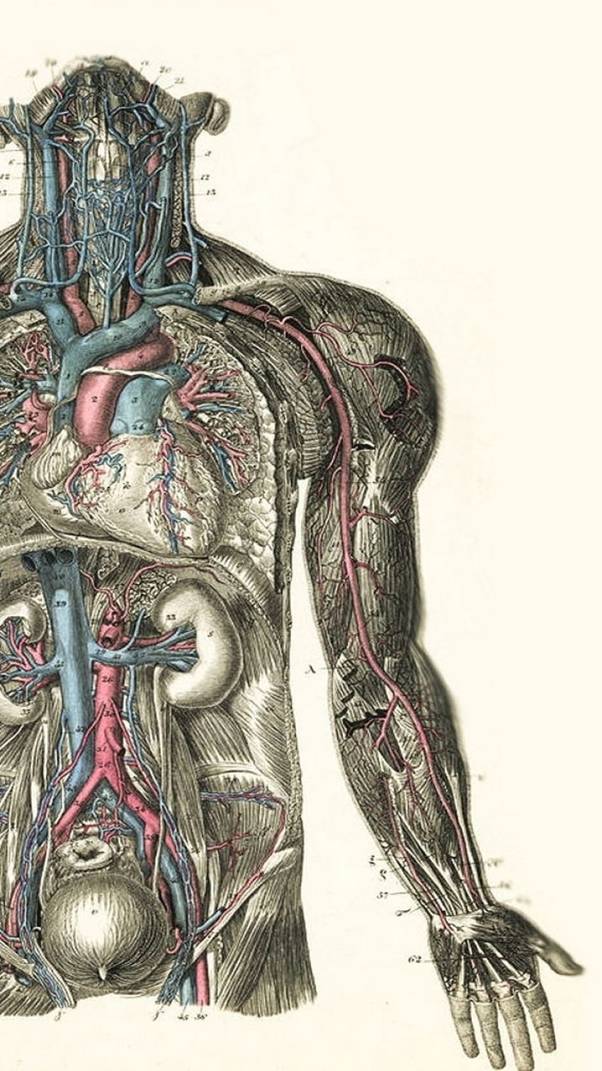 Anatomie Hintergrund. Arte de Anatomía, Libros de Anatomia, Arte de Anatomía Humana, Vintage Anatomy HD-Handy-Hintergrundbild