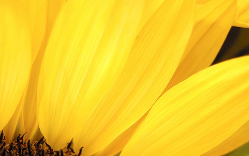 bakung, kelopak, kuning, bunga Wallpaper HD