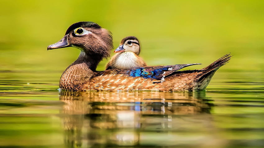 animal, Cute, Baby, Beauty, Lake, Water, Bird, Duck, Duck / and Mobile Background HD wallpaper