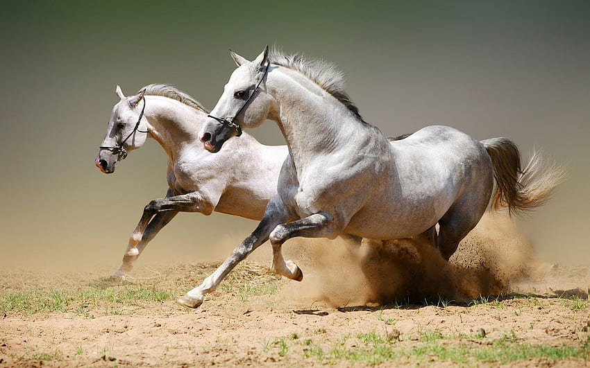 ม้า ม้าวิ่ง ม้าป่า. Pferde Hintergrundbilder, Weiße pferde, Pferde tapete วอลล์เปเปอร์ HD