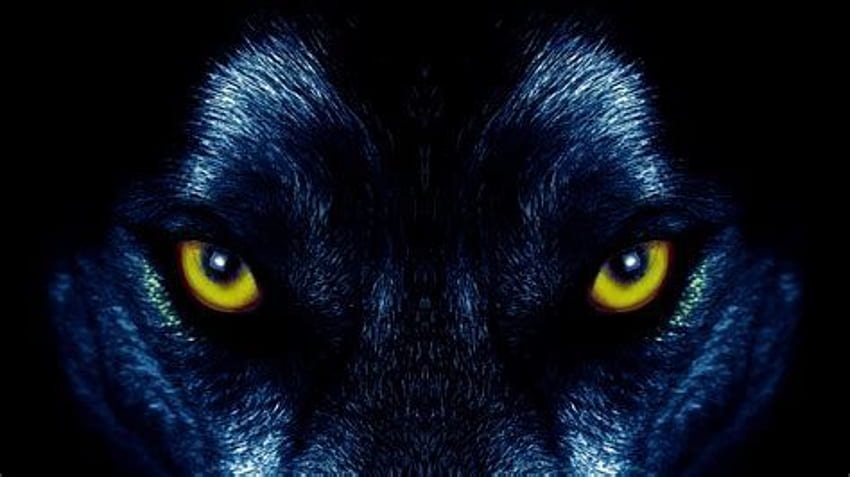 Wolf Eyes Black Background Pics (Page 1), Blue Wolf Eyes HD wallpaper
