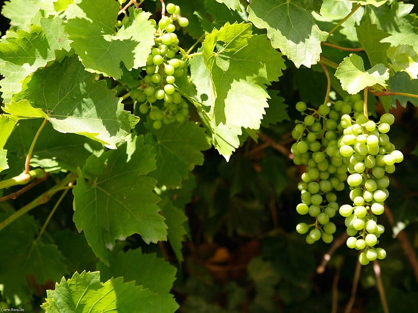 Nature, Leaves, Summer, Grapes, Clusters, Bunches HD wallpaper