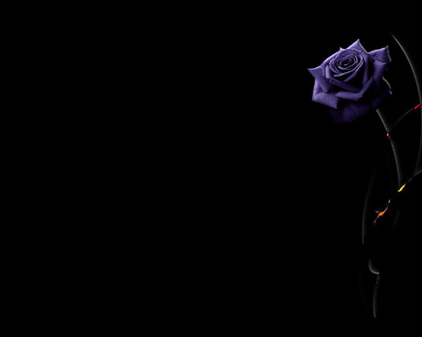 Purple rose on a black background and [] for your , Mobile & Tablet.  Explore Roses With Black Background. Black Rose , Black and, Aesthetic  Purple Rose HD wallpaper | Pxfuel