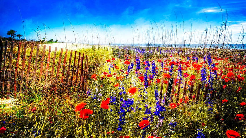 Poppies by the Sea, trees, landscape, spring, blossoms, sky HD wallpaper