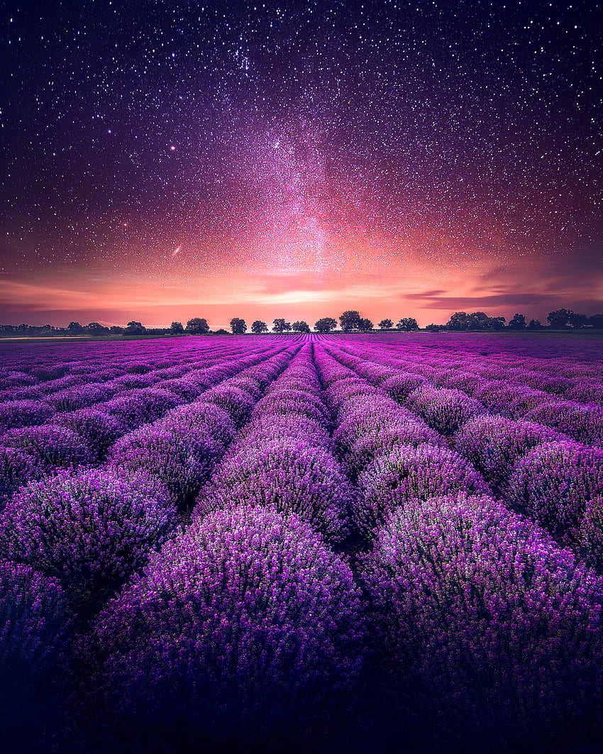 Lavender farm , Lavender fields, Sunset, Starry sky, Dawn, Nature, Lavender France HD phone wallpaper