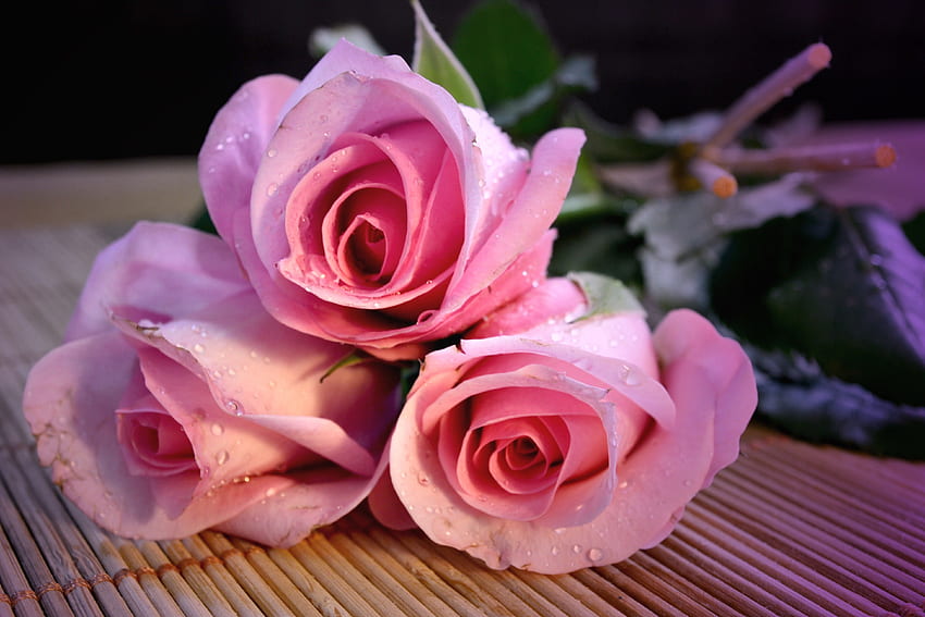 desktop wallpaper pink roses graphy roses beautiful romance beauty rose pink flower love flowers romantic lovely