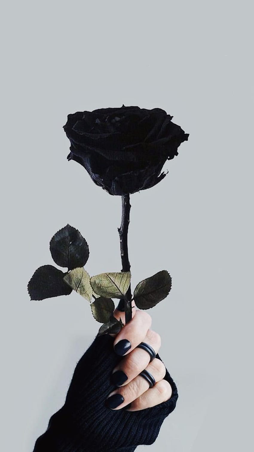 Color Negro, Flor De Color Negro, Rosa Negra fondo de pantalla del teléfono