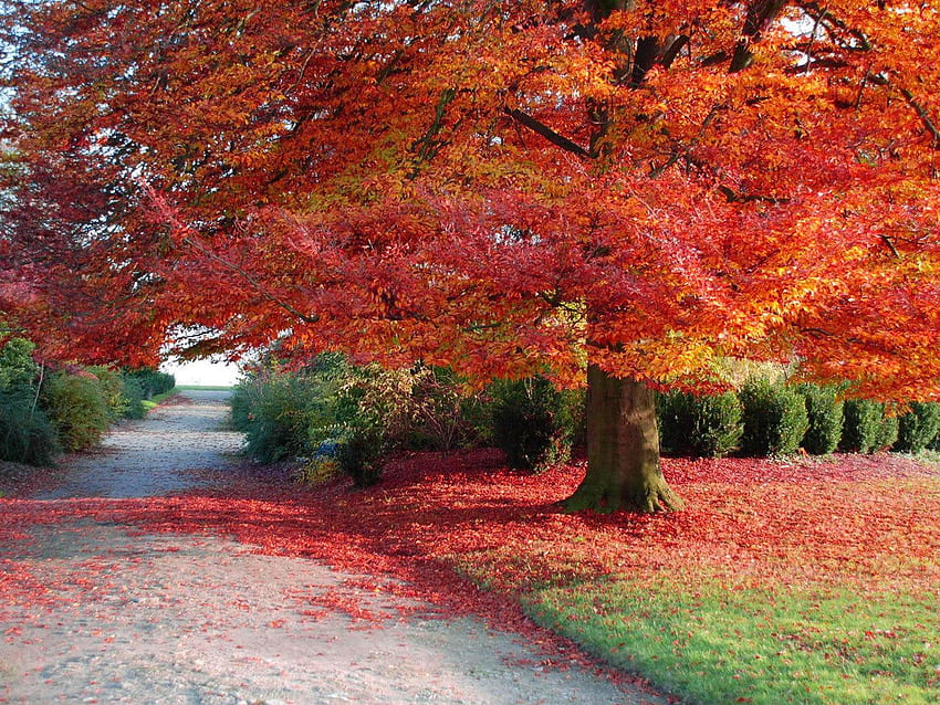 Autumn Scene - -, Windows XP Autumn HD wallpaper | Pxfuel
