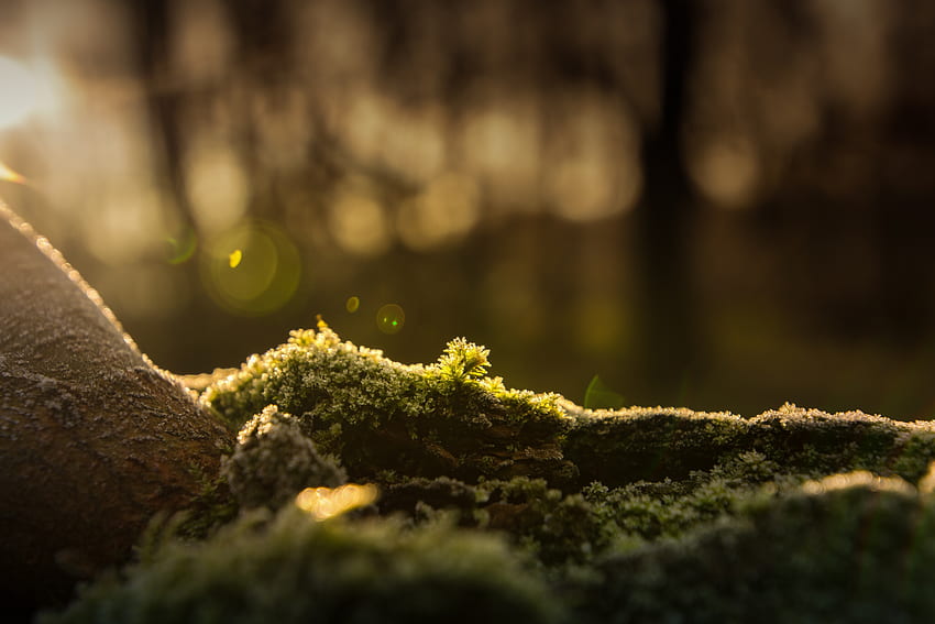 Forest, bokeh, moss, blur HD wallpaper