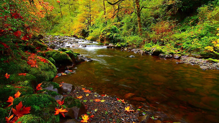 자연, 하천, 돌, 가을, 나뭇잎 HD 월페이퍼