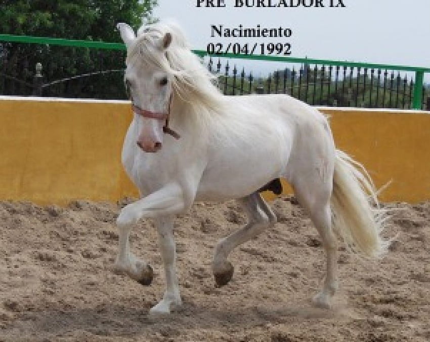 스페인 종마, 말, 동물, 안달루시아 종마 HD 월페이퍼