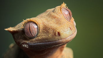 Bing lizard HD wallpapers | Pxfuel
