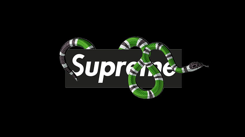 Gucci X Supreme Logo, supreme snake HD wallpaper