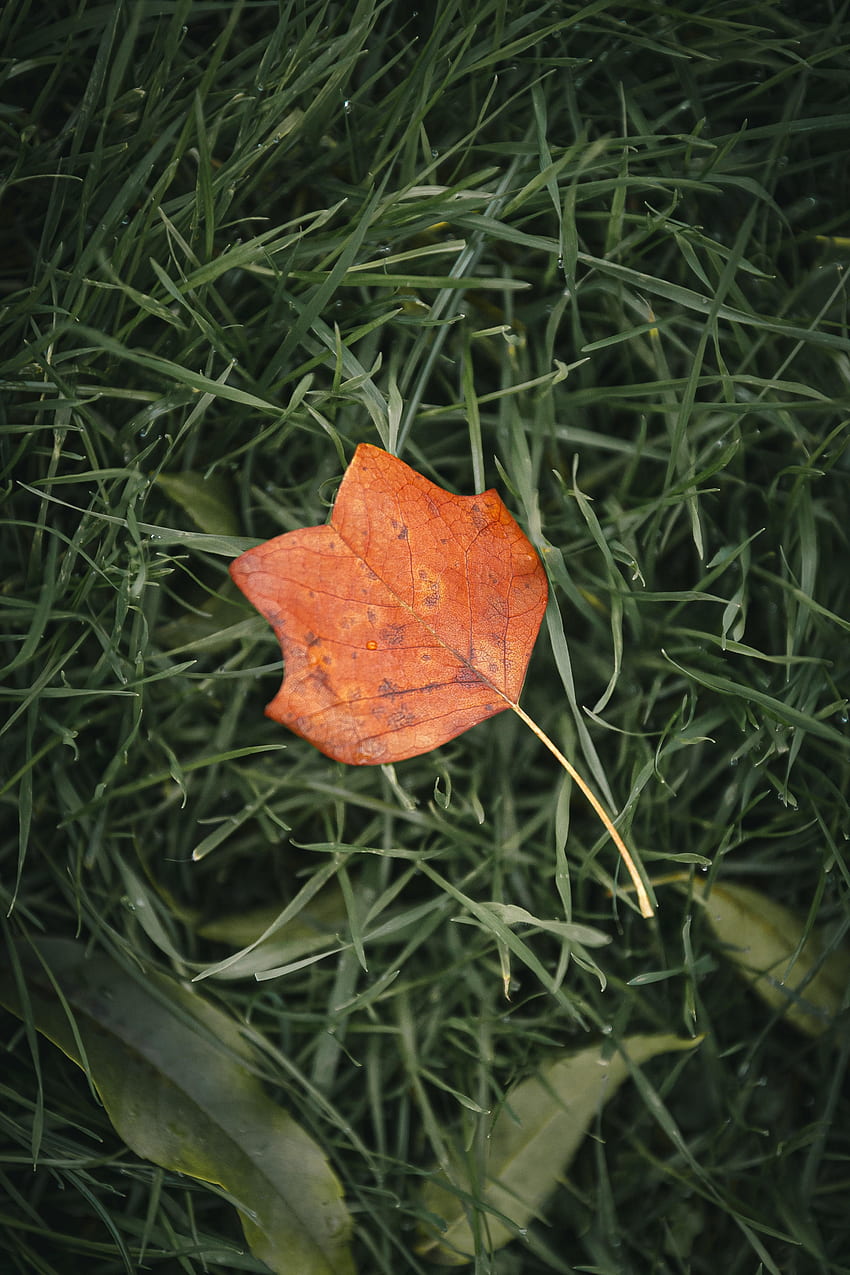 Grass, Autumn, Macro, Sheet, Leaf, Veins HD phone wallpaper