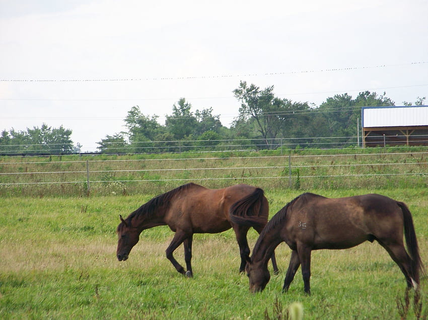 Kentucky Horse Farm, Bauernhof, Pferd HD-Hintergrundbild