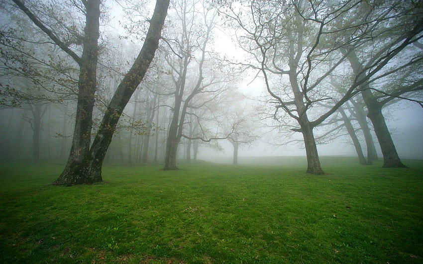 Природа, дървета, трева, мъгла, сутрин, влажност HD тапет