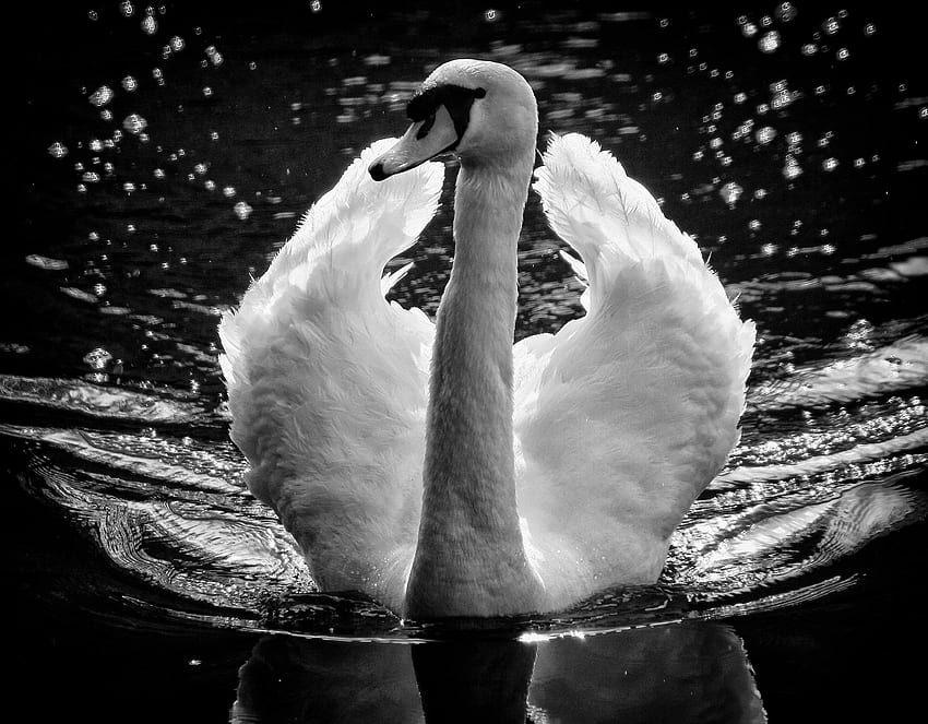 Swan, black, white, bird HD wallpaper