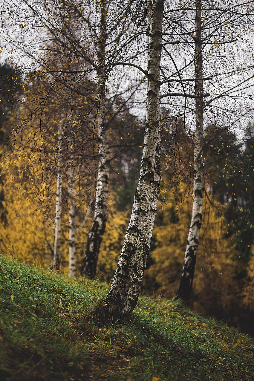 자연, 나무, 잔디, 가을, 자작나무, 가지 HD 전화 배경 화면