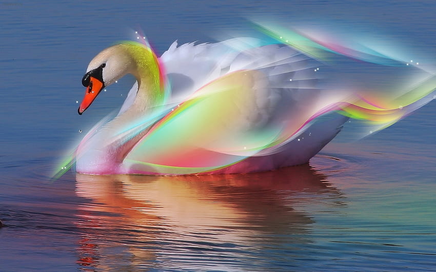 Animals, Birds, Water, Swans HD wallpaper