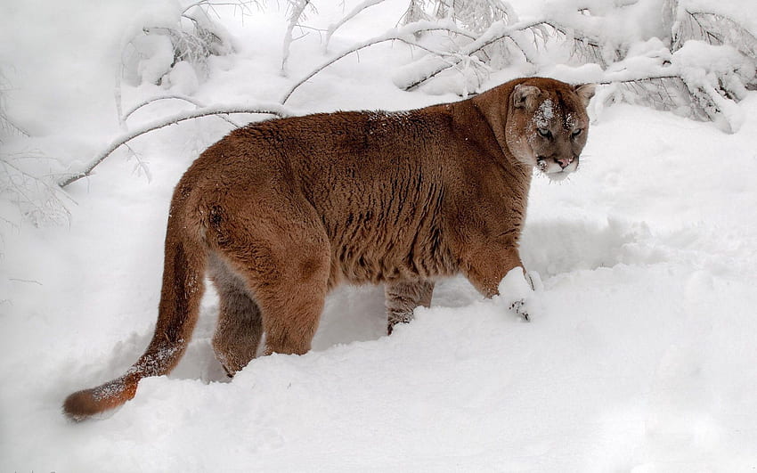 Animals, Winter, Snow, Puma, Forest, Predator HD wallpaper