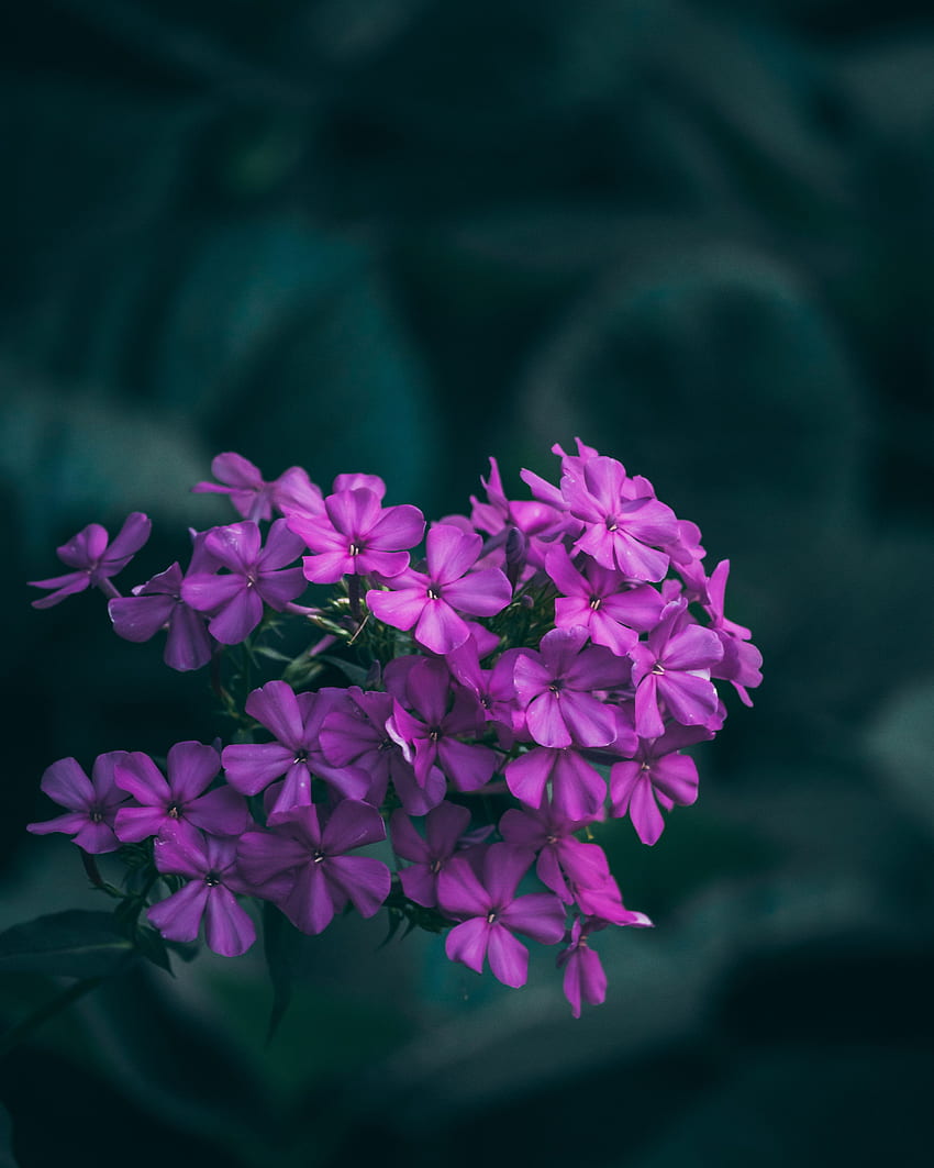 Blumen, Flieder, Makro, Lila, Blütenstände, Blütenstand HD-Handy-Hintergrundbild
