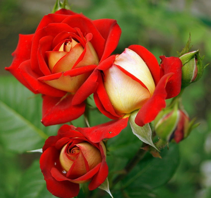Lächeln, Knospen, Rosen, Rot, Natur, Blumen, grünes Blatt HD-Hintergrundbild