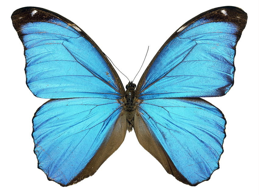 Blue Butterfly - Transparent Background Blue Butterfly Png - HD wallpaper