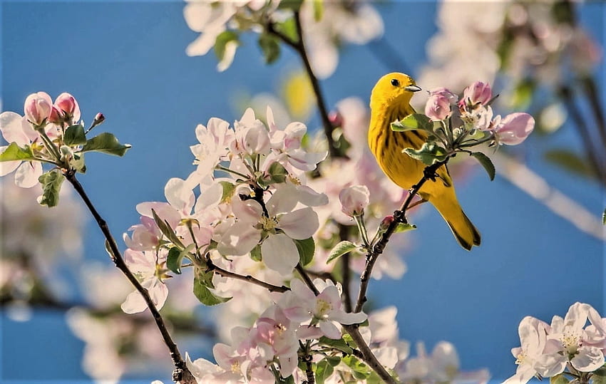 apple blossoms, sky, spring, bird HD wallpaper