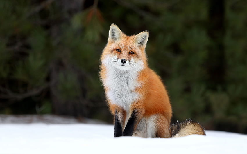Fox . Cute Fox , Steampunk Fox And Nine Tailed Fox, Cute Red Fox HD wallpaper