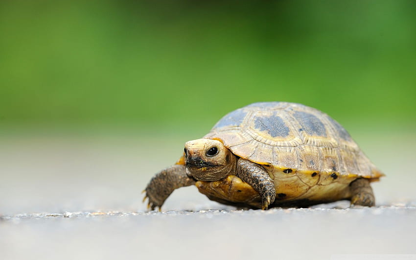 Tortoise , Turtle HD wallpaper | Pxfuel