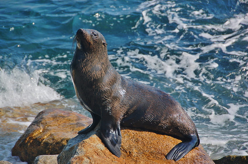 Fur Seal , animal, sea, seal, ocean HD wallpaper