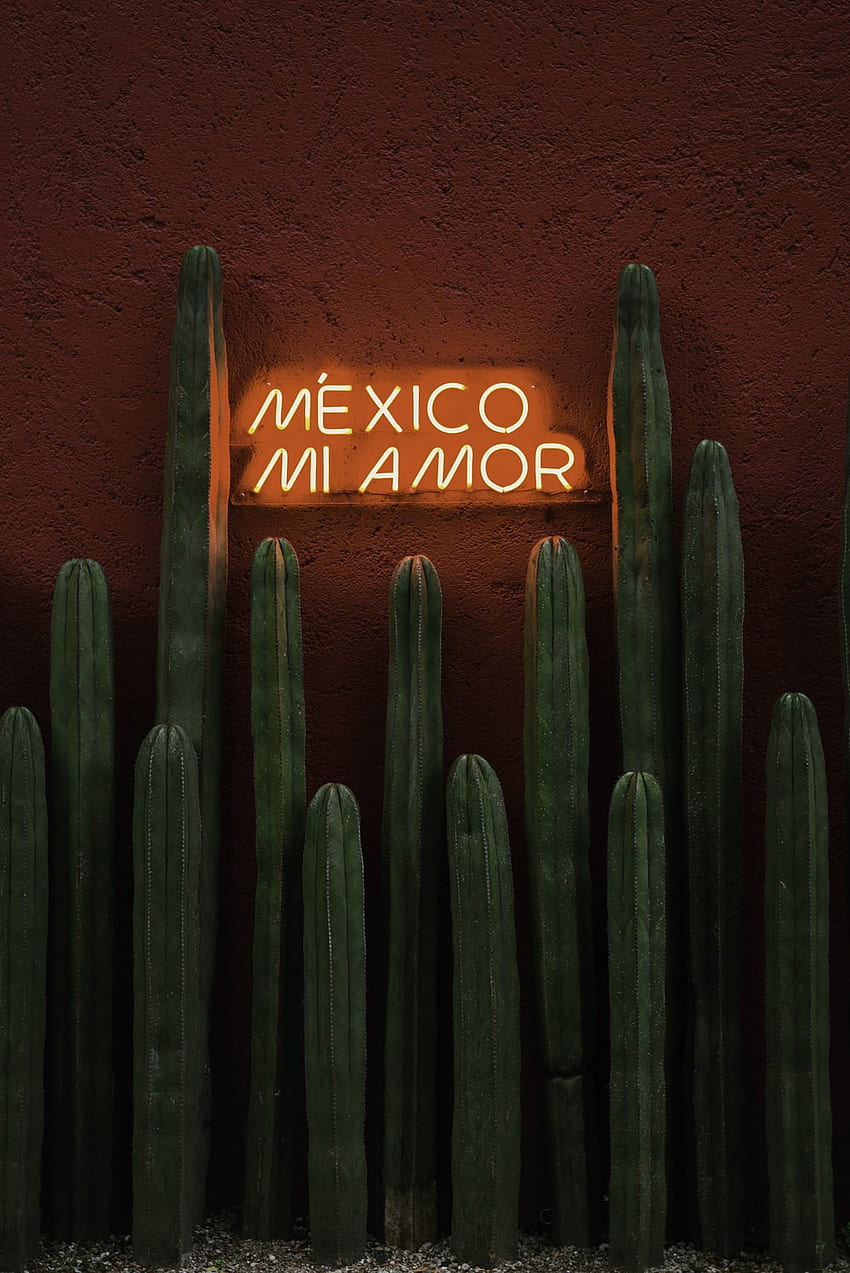 Mexico Mi Amor , Mexico Cactus HD phone wallpaper