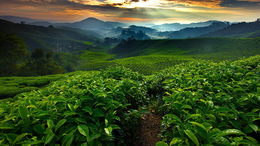 Tea Plant Nature Plants Agro Plants Outdoors Leaves Field - Resolution: HD wallpaper